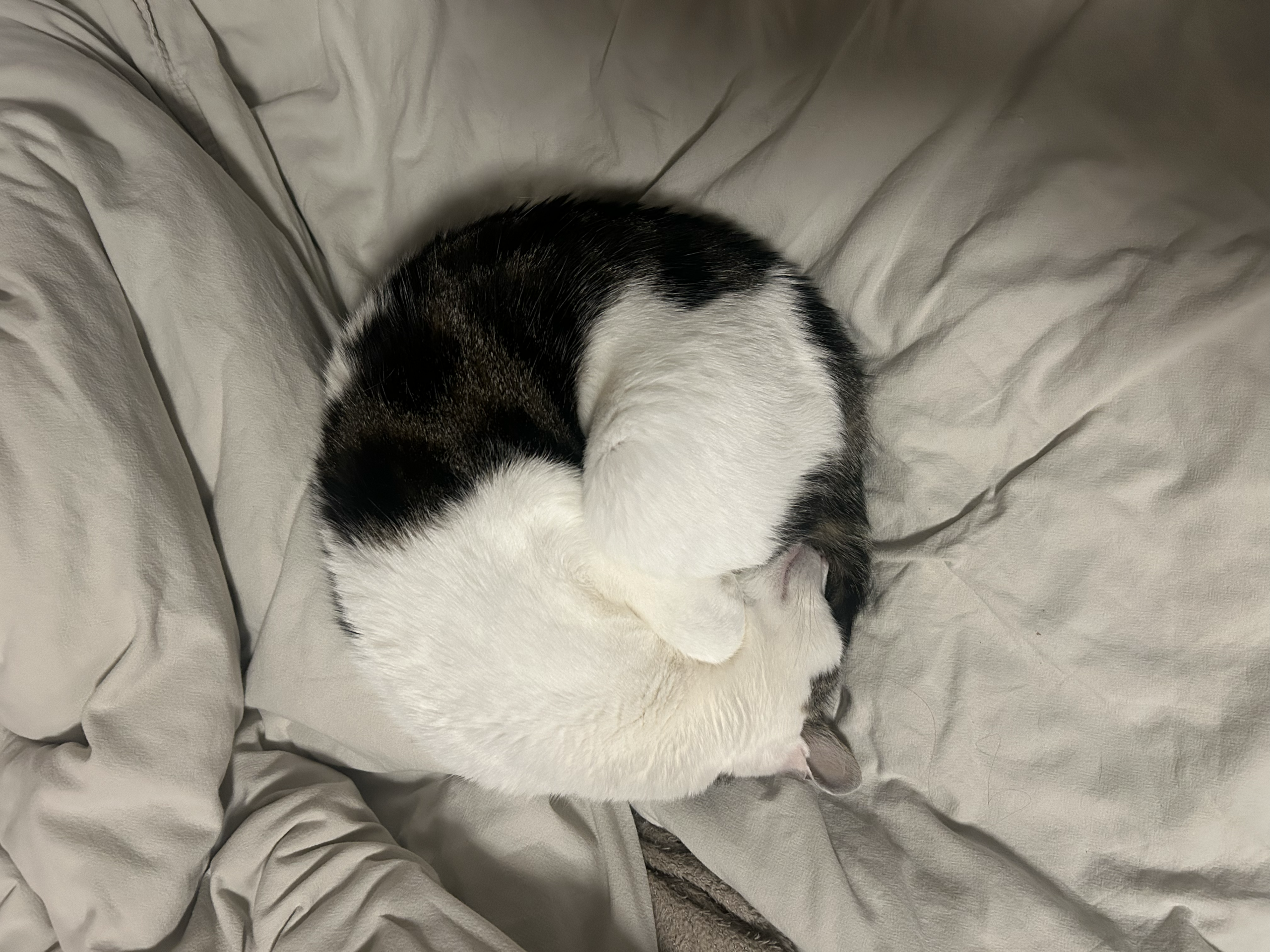 Roxy zusammengerollt auf dem Bett – die Schlafpose, die zur Inspiration für das Napfherz-Logo wurde