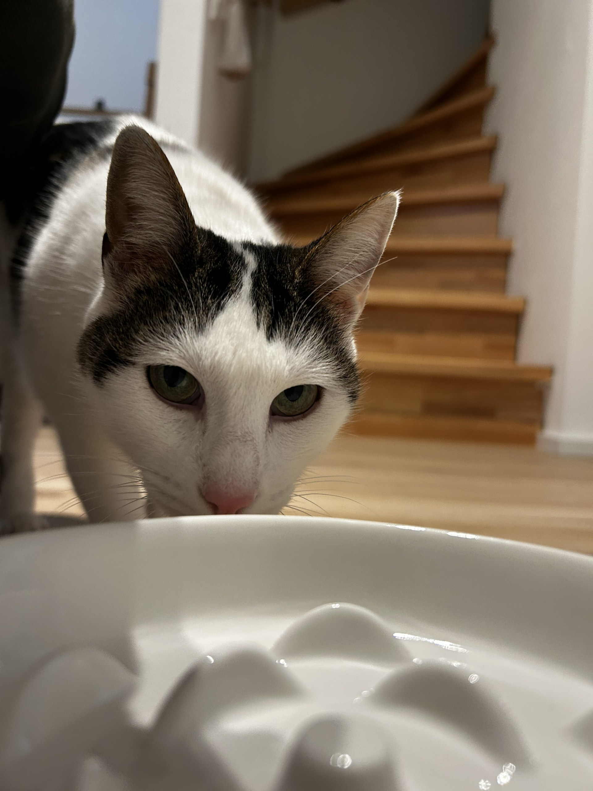 Anti-Schling-Napf Katze Erfahrung – Roxy beim Fressen aus dem Lusifaco Keramik Slow Feeder