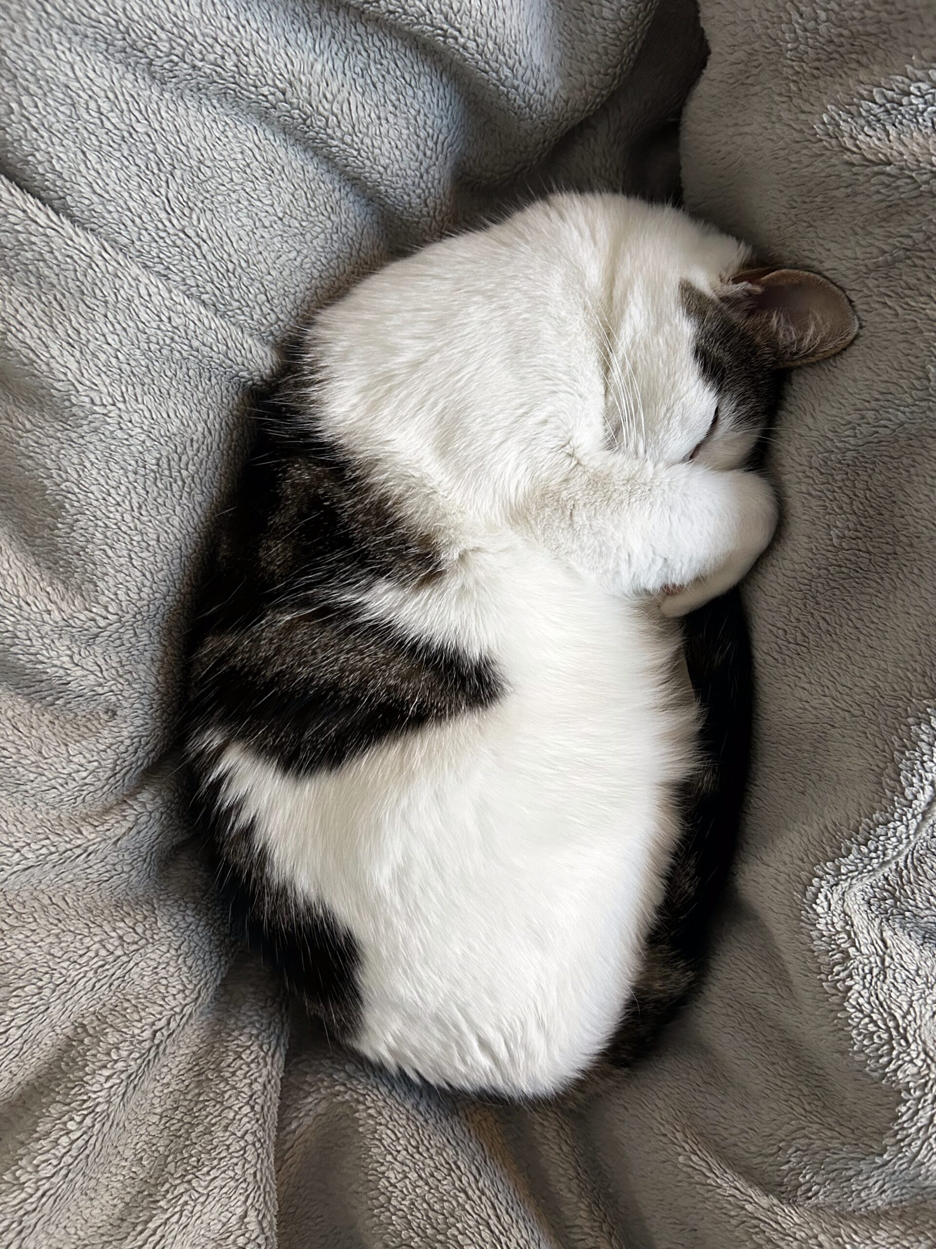 Roxy schl&auml;ft eingerollt zum Fellkn&auml;uel auf der Decke &ndash; entspannte Nachtruhe einer Einzelkatze