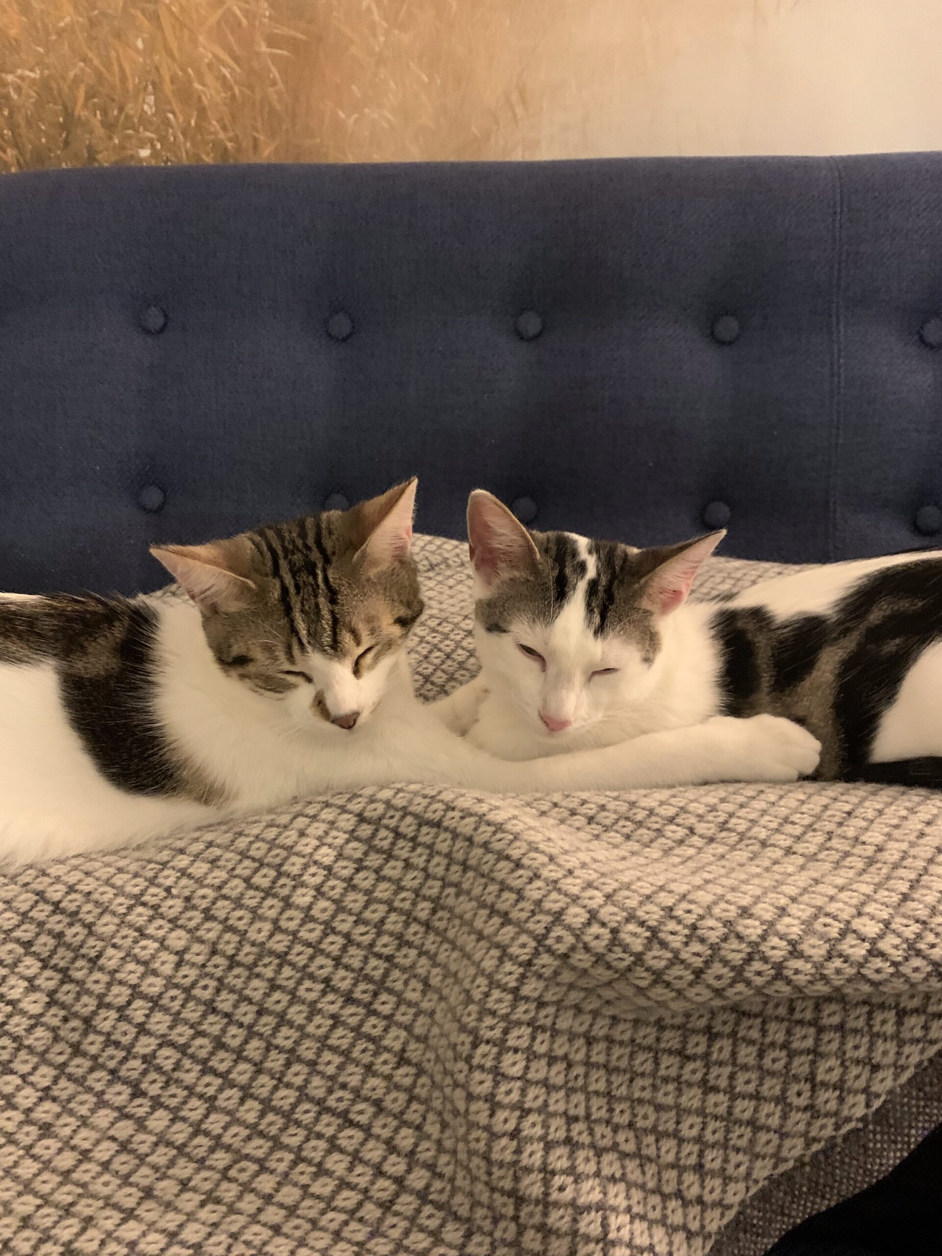 Roxy und ihre Schwester Raquel als Kitten kuschelnd auf der Couch im Halbschlaf &ndash; typische Schlafpose junger Katzen