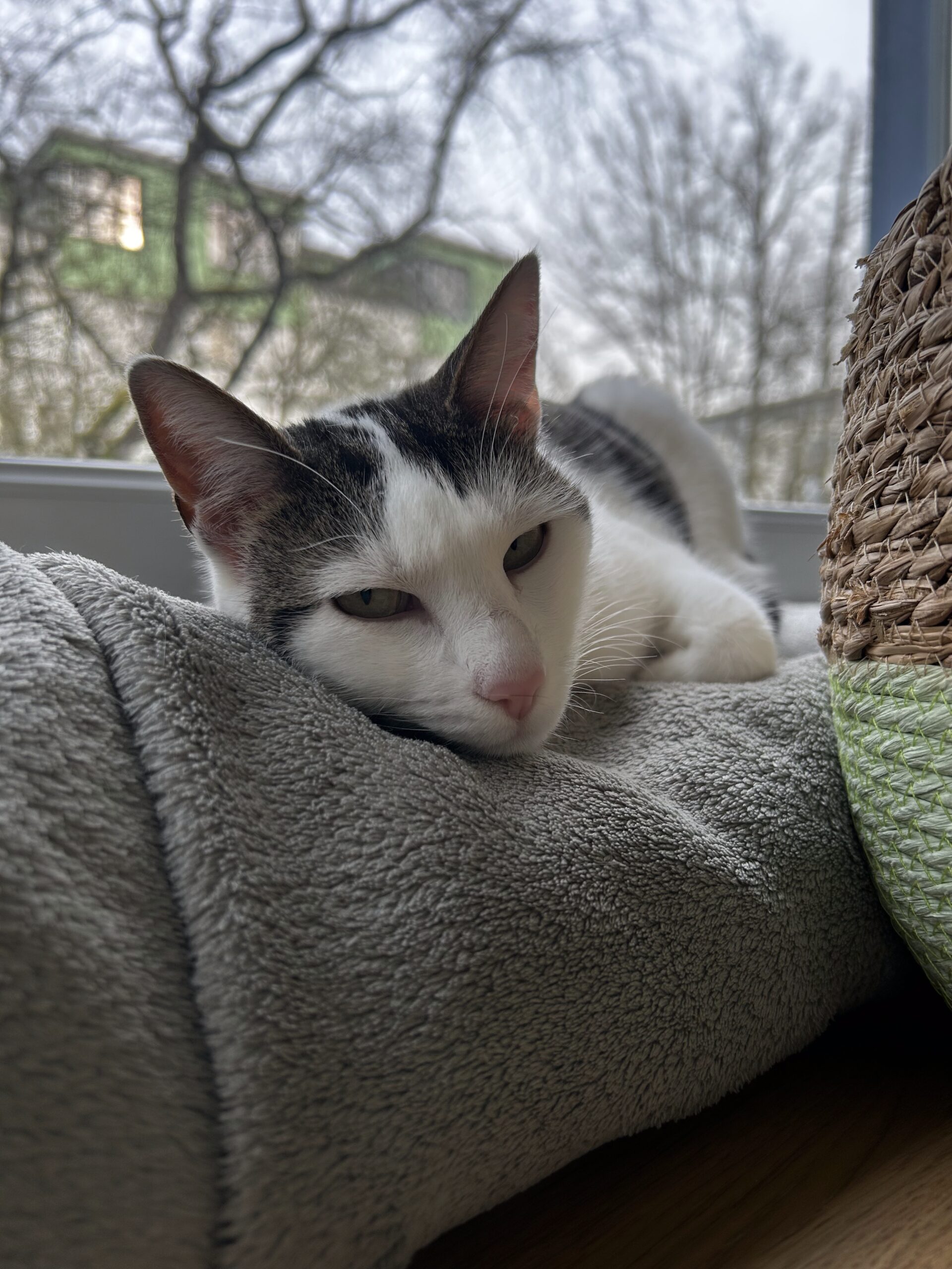 Roxy d&ouml;st halb verschlafen im H&ouml;hlenbett am Fenster &ndash; klassische Katzen-Ruhephase am Nachmittag