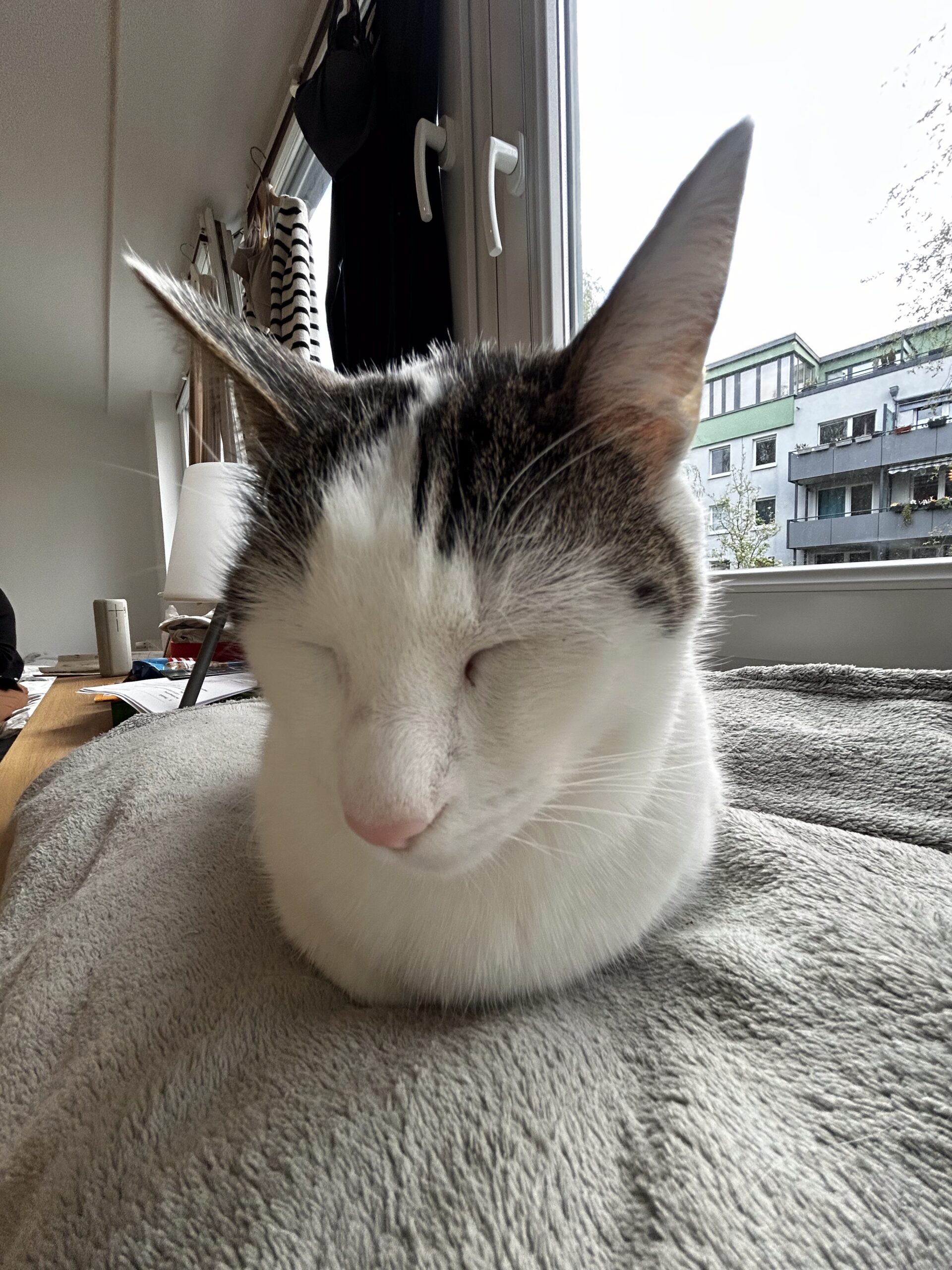 Roxy sitzt in Brot-Pose auf einer grauen Decke am Fenster, Augen entspannt geschlossen – ruhige Schlafphase mitten am Tag