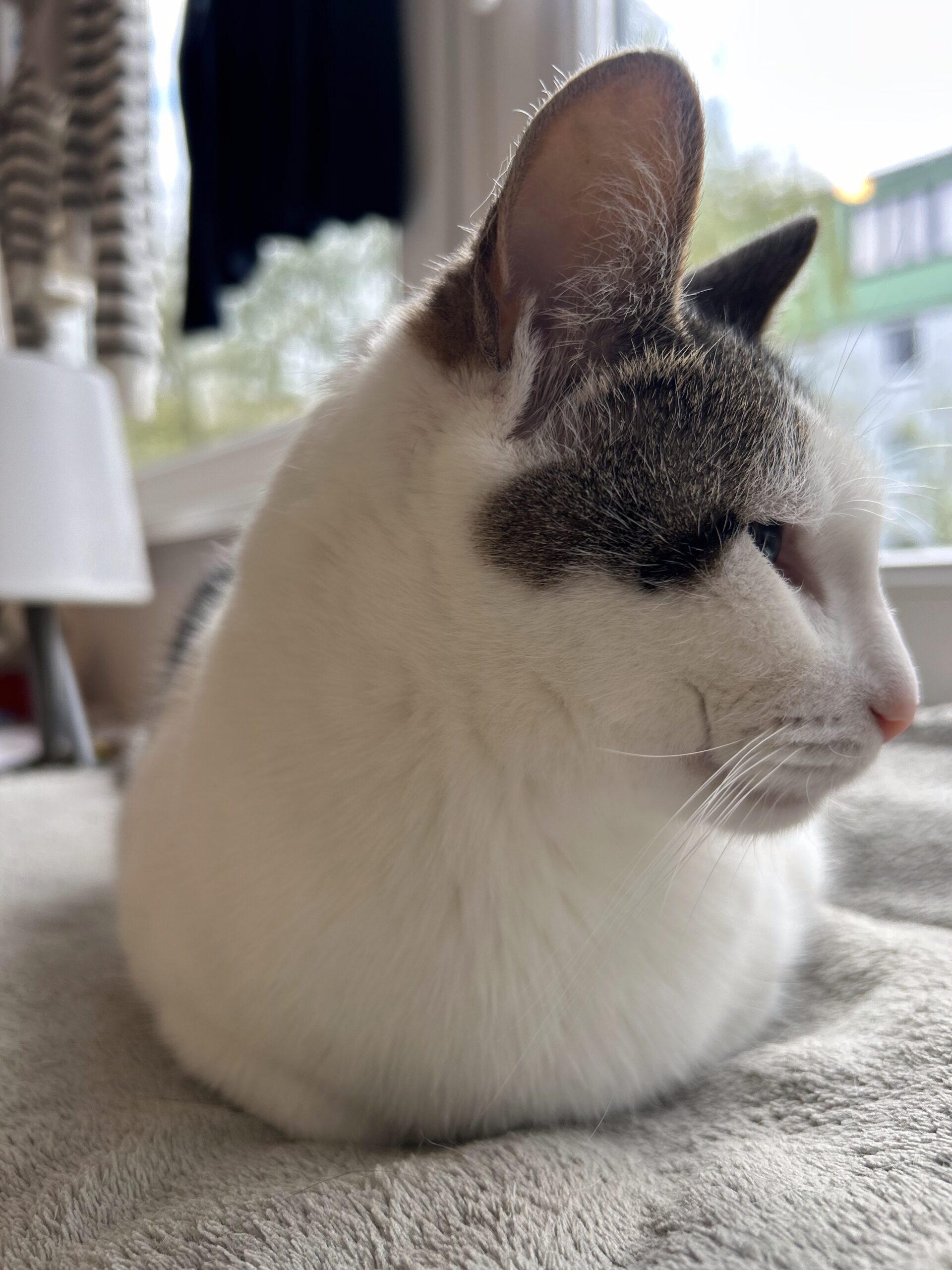 Roxy schaut entspannt aus dem Fenster &ndash; ruhige Beobachterin in den Wachphasen des Tages
