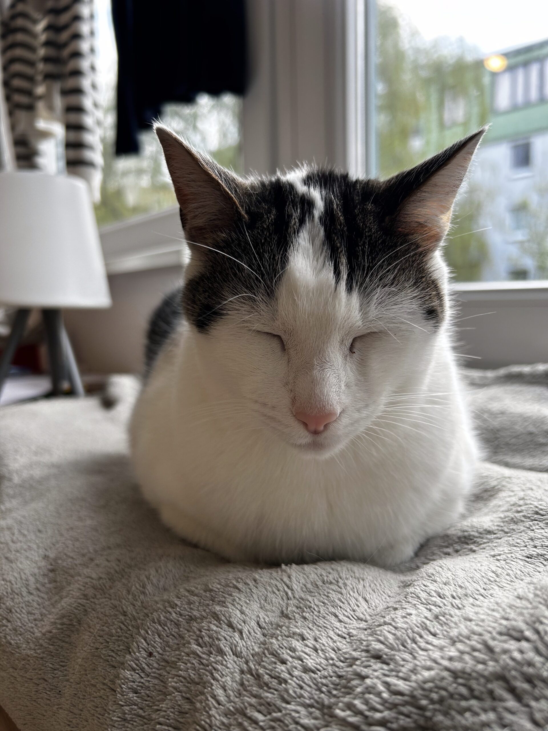 Roxy entspannt im Homeoffice &ndash; eine Einzelkatze in ihrem Tagesrhythmus
