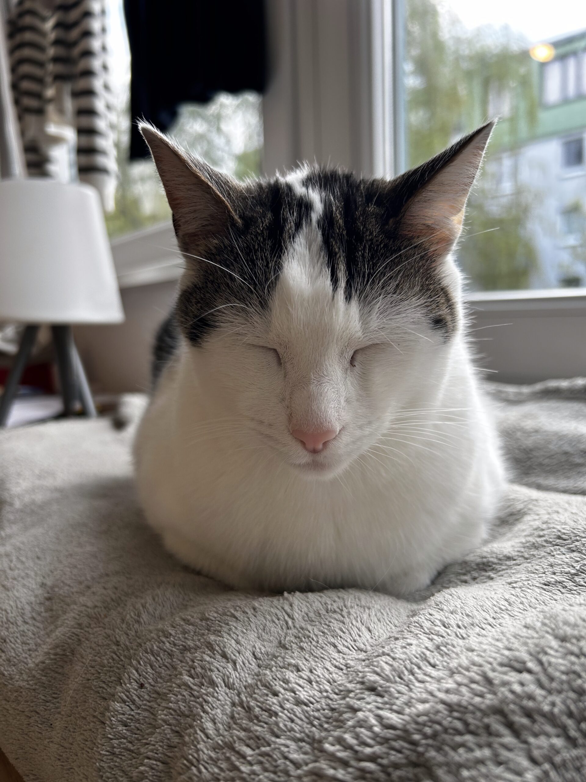 Roxy entspannt allein am Fensterplatz &ndash; eine Einzelkatze, bei der das Konzept Katze alleine halten funktioniert