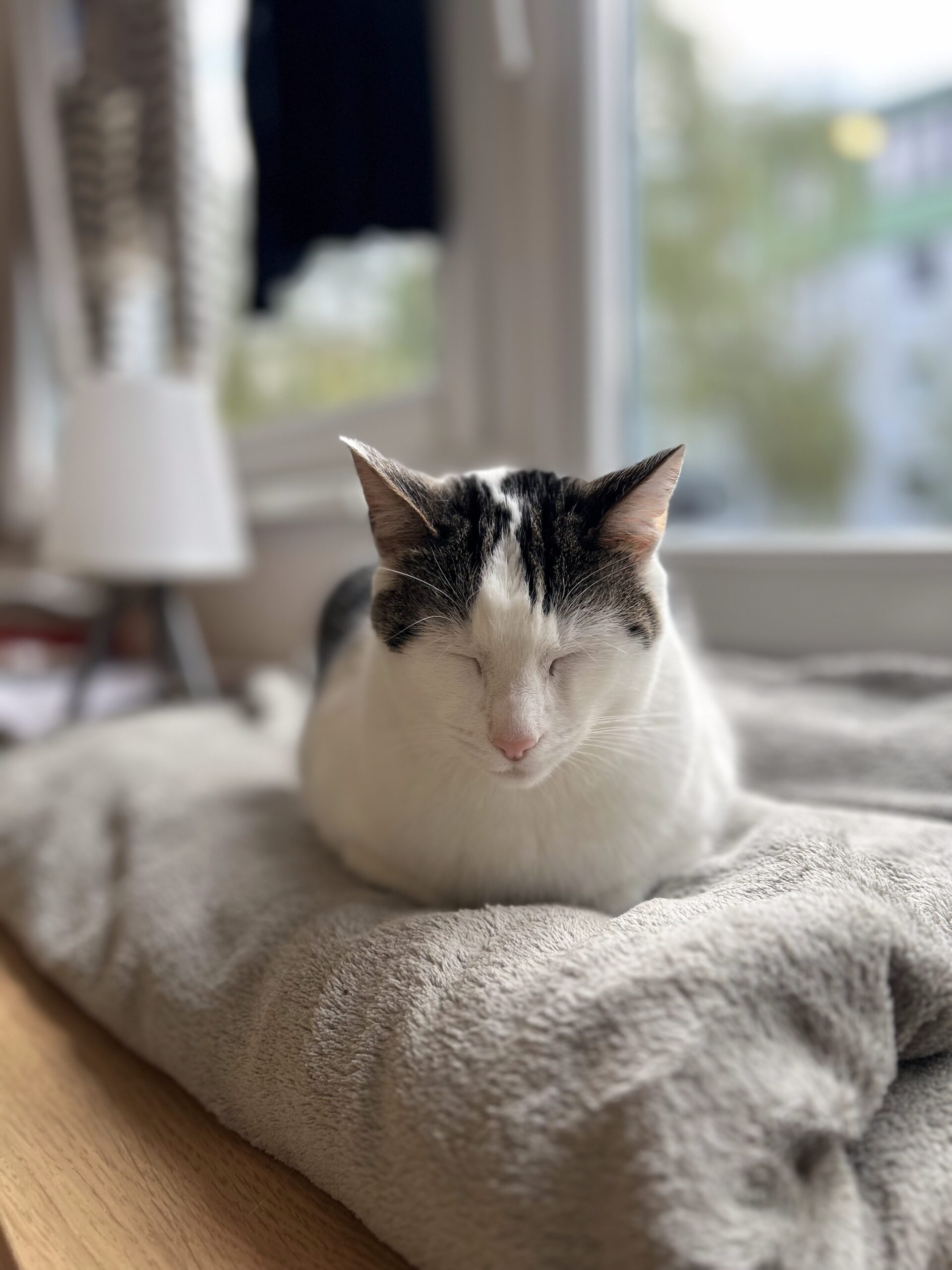 Roxy in der Brot-Position auf einem weichen, gefalteten Plaid, Augen geschlossen – klassische Vertrauens-Schlafpose einer Hauskatze
