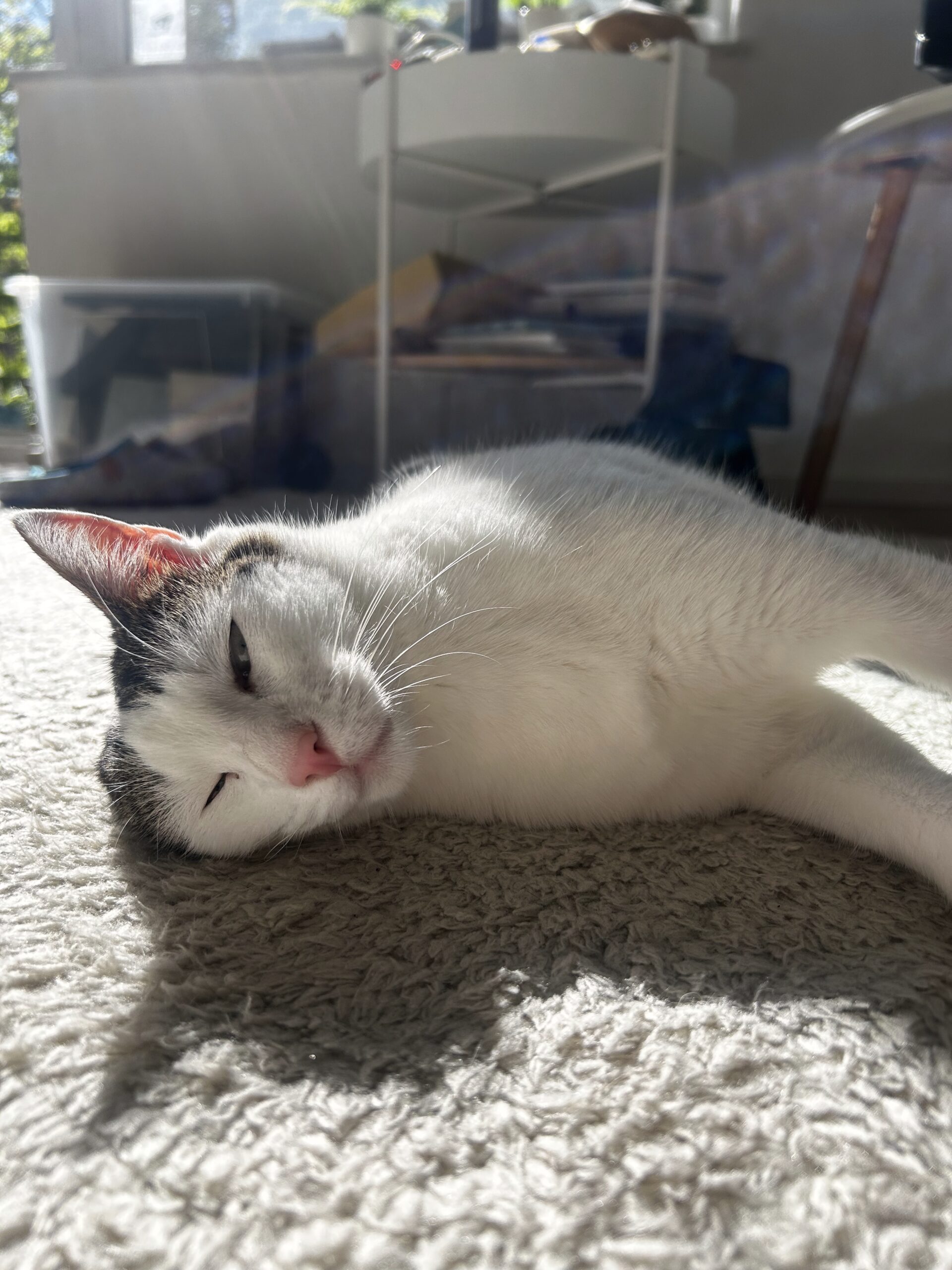Roxy entspannt auf einem weichen Teppich, Augen halb geschlossen, kurz vor dem Einschlafen – tiefe Vertrauenspose einer Katze in der eigenen Wohnung